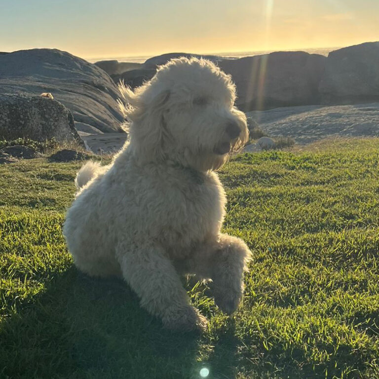 Aussie1-01