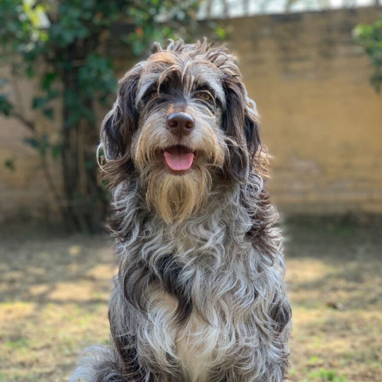 Aussie2-01