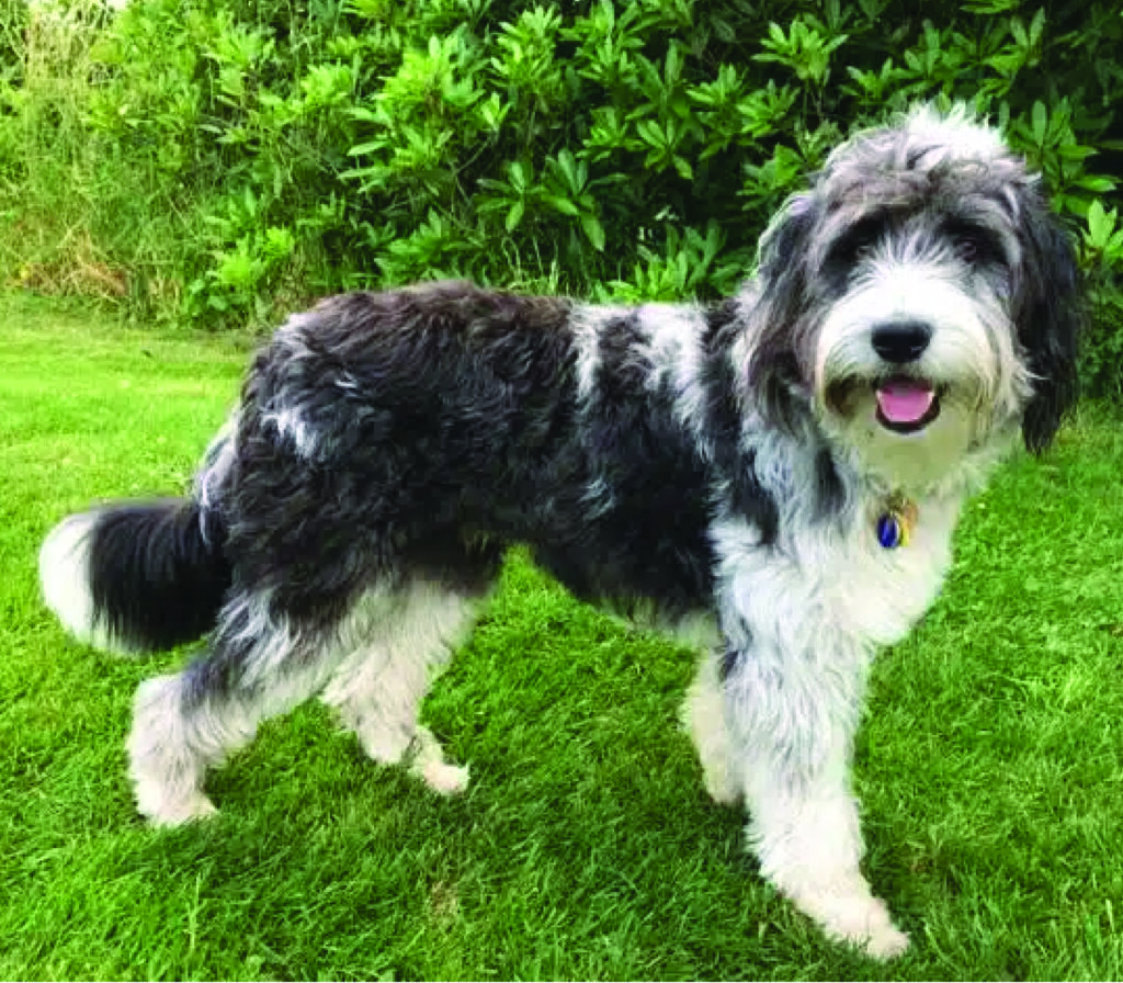 Bordoodle