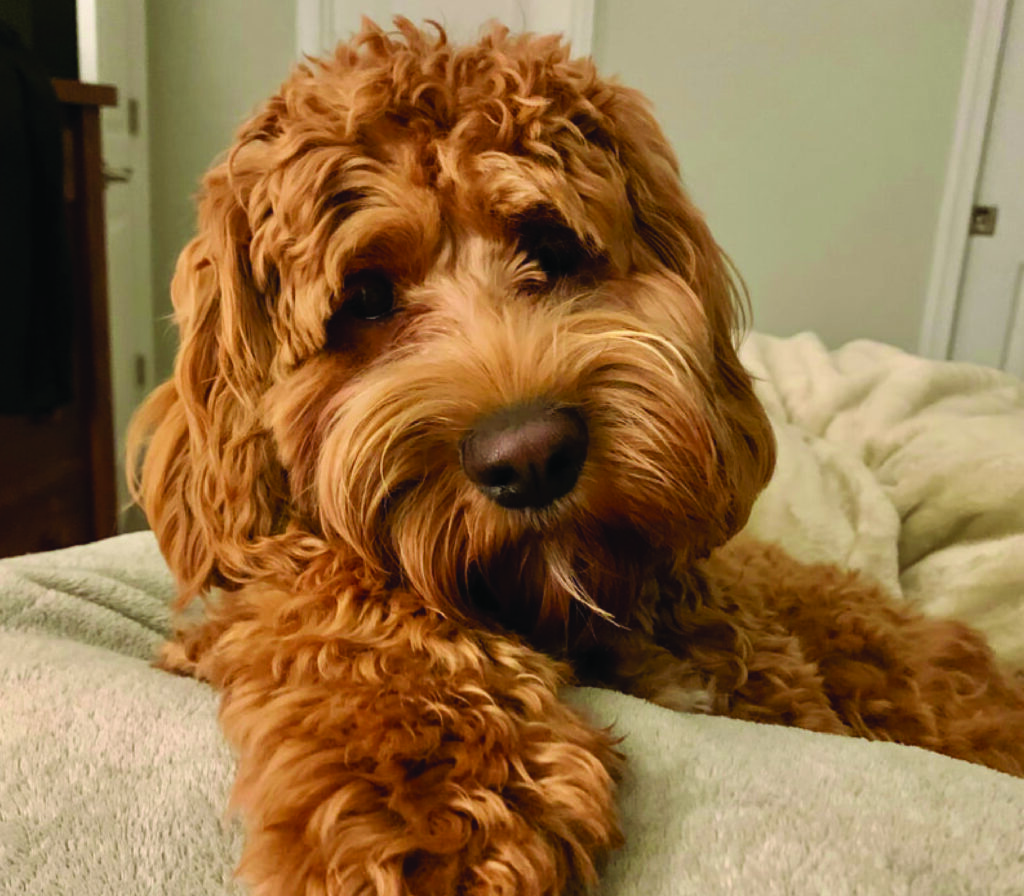 Cockapoo