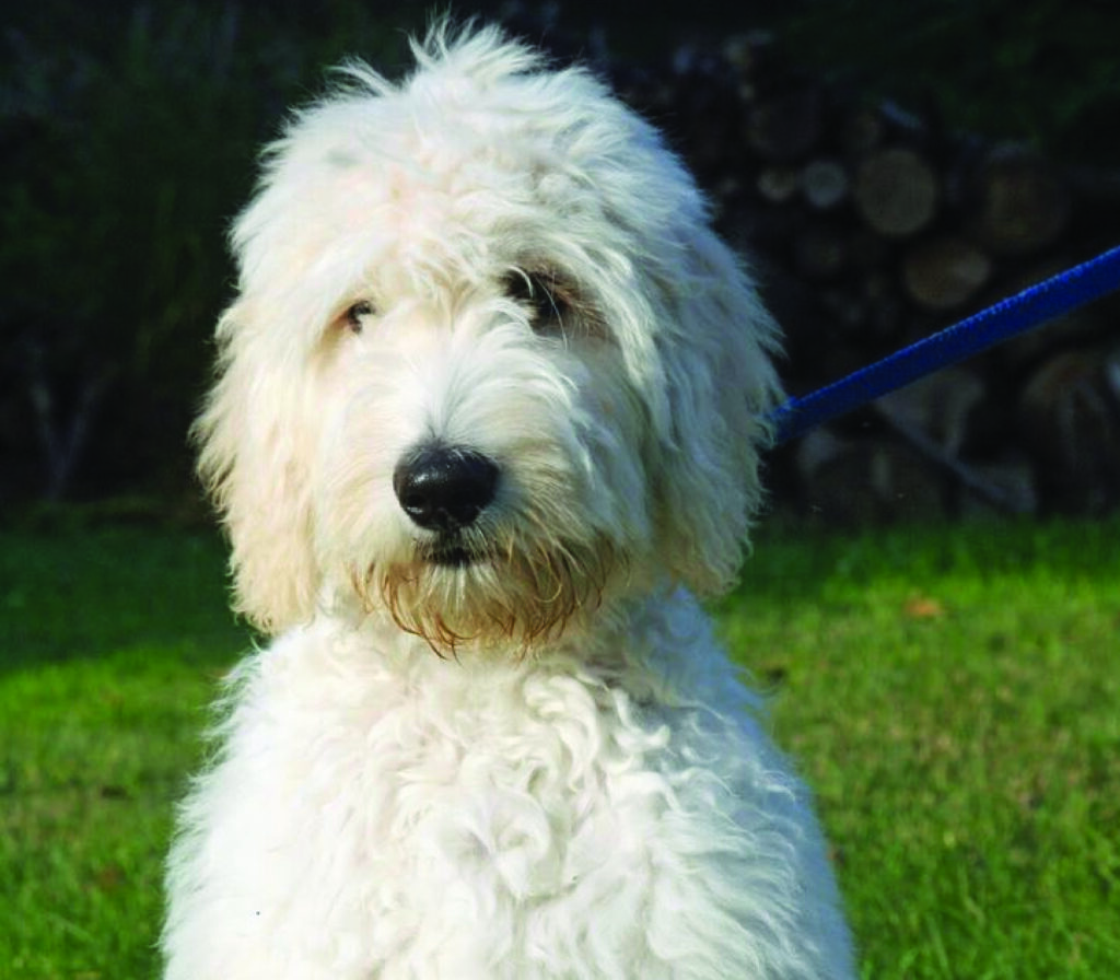 Goldendoodle