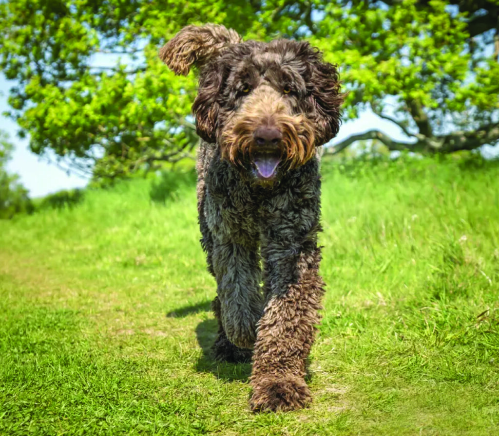 Labradoodle