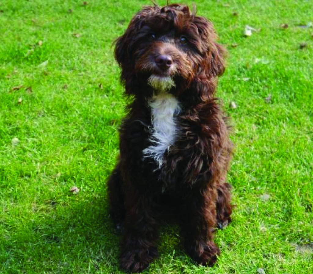 Springerdoodle