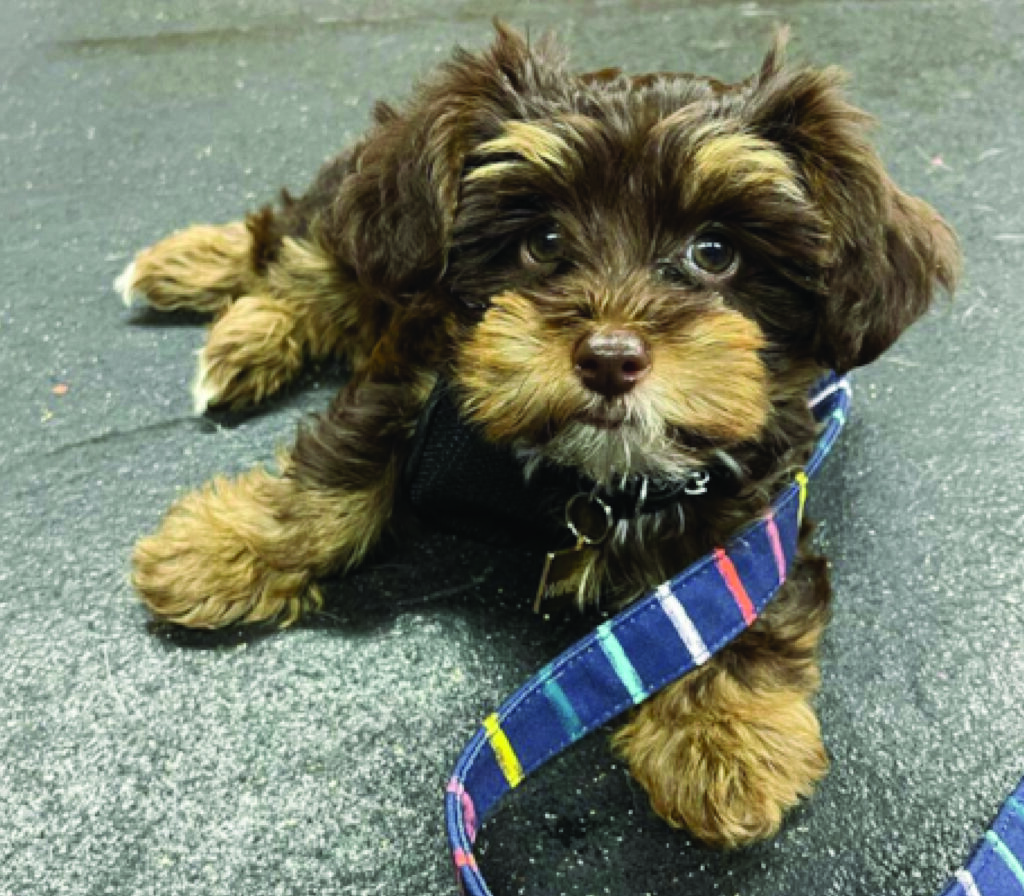 Yorkipoo